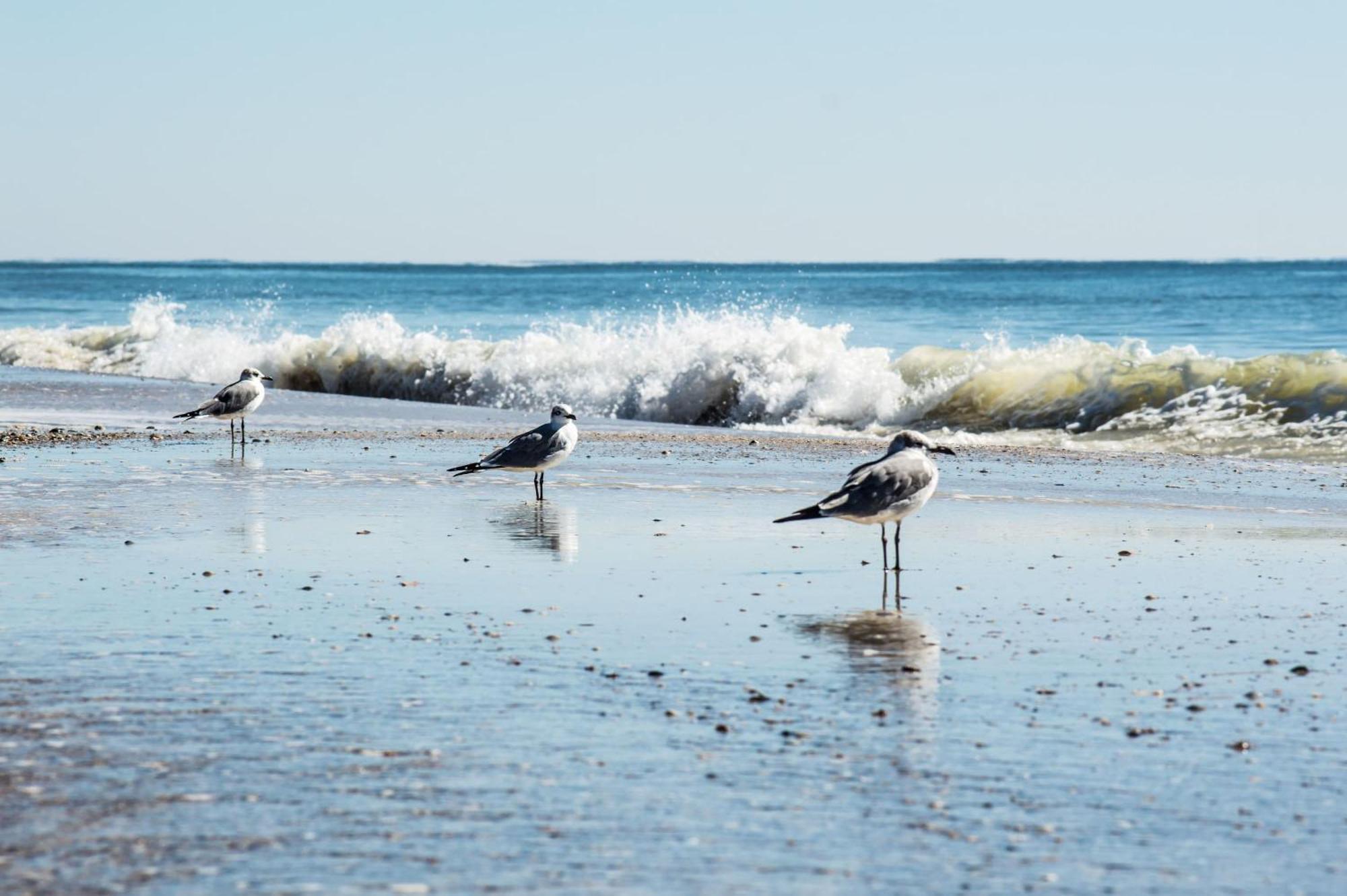 Beautiful 3 Bedroom Beachfront Condo Gulf Shores Exteriér fotografie